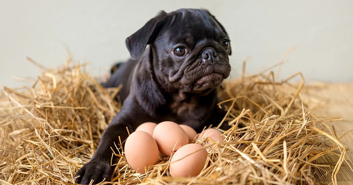 Could Eggs Secretly Be the Superfood Your Dog’s Been Begging For?