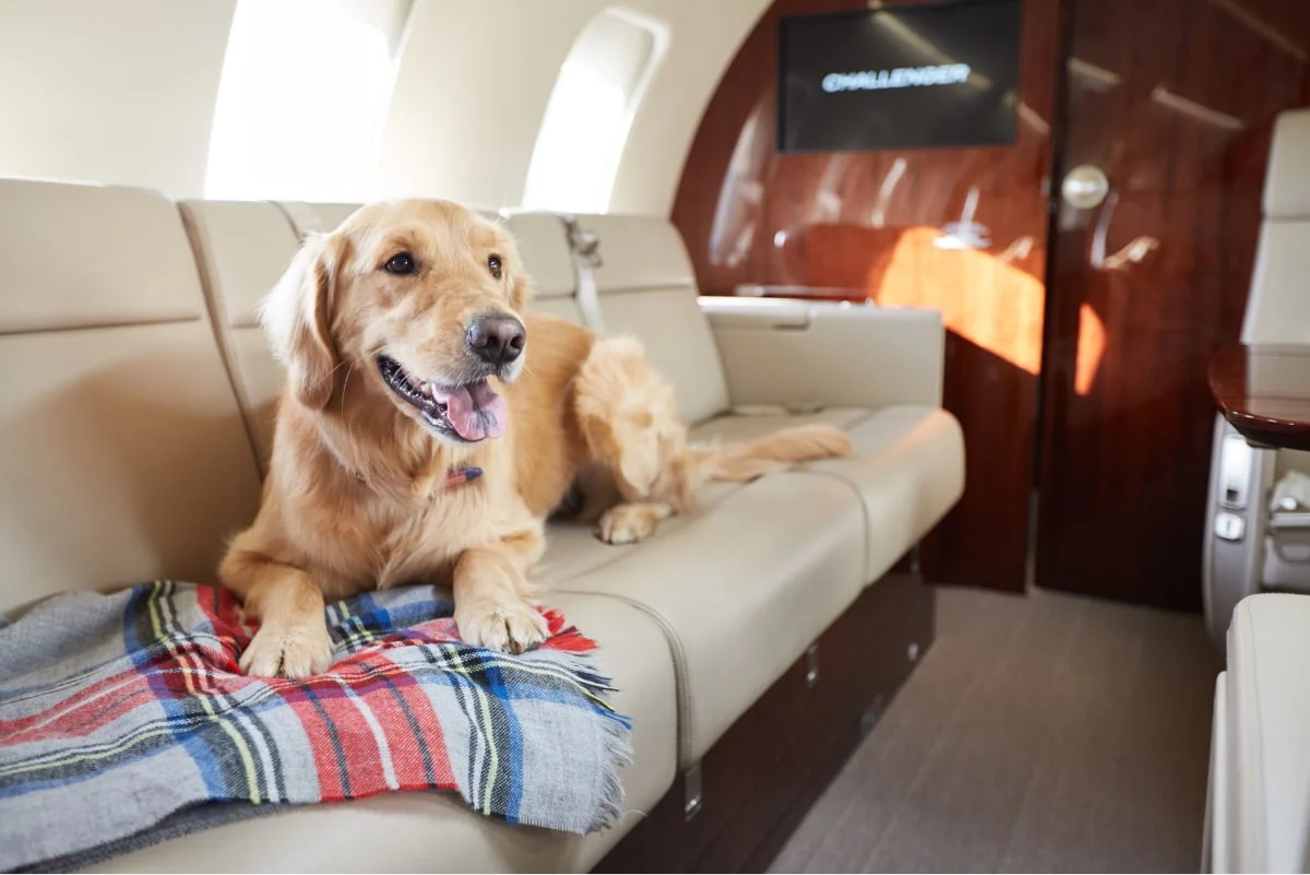Flying Private With Your Pet: The Shocking Truth About Luxury Travel You Didn’t Expect!
