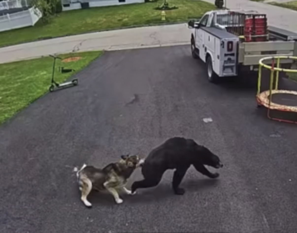 Unbelievable Courage: How One Dog’s Brave Move Stopped a Black Bear from Attacking a Young Boy in Connecticut!