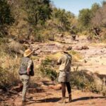 Unlock the Untamed: Why Zimbabwe’s Walking Safari Trails Are the Ultimate Adventure Your Fitness Routine Has Been Missing
