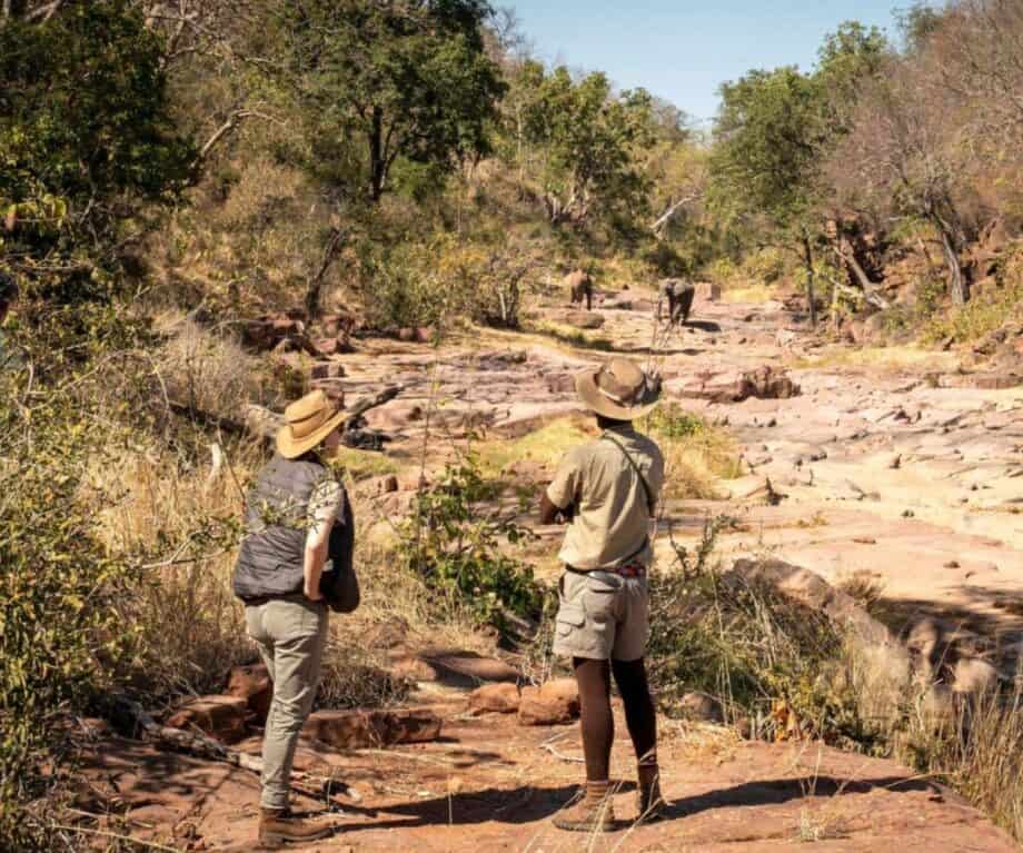 Unlock the Untamed: Why Zimbabwe’s Walking Safari Trails Are the Ultimate Adventure Your Fitness Routine Has Been Missing