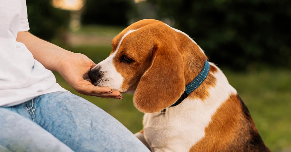 Unlocking the Mystery: What Your Dog’s Lick Really Means (It’s Not What You Think)