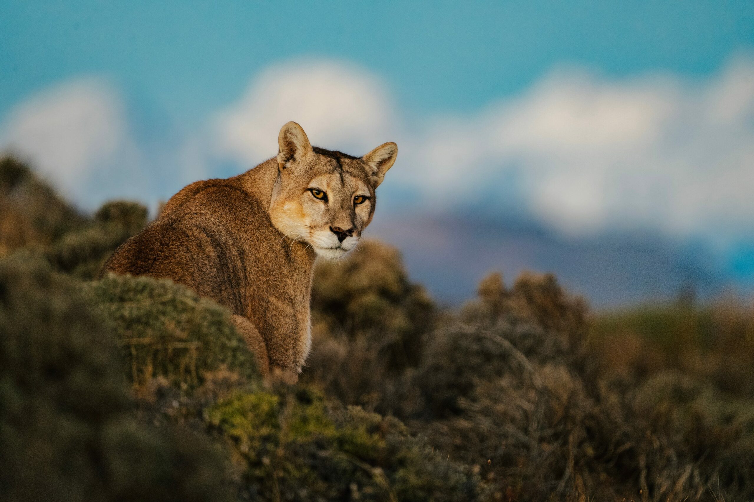 How Dior’s Bold Move with WWF Is Paving the Way for Puma Conservation—and Why It Matters More Than You Think