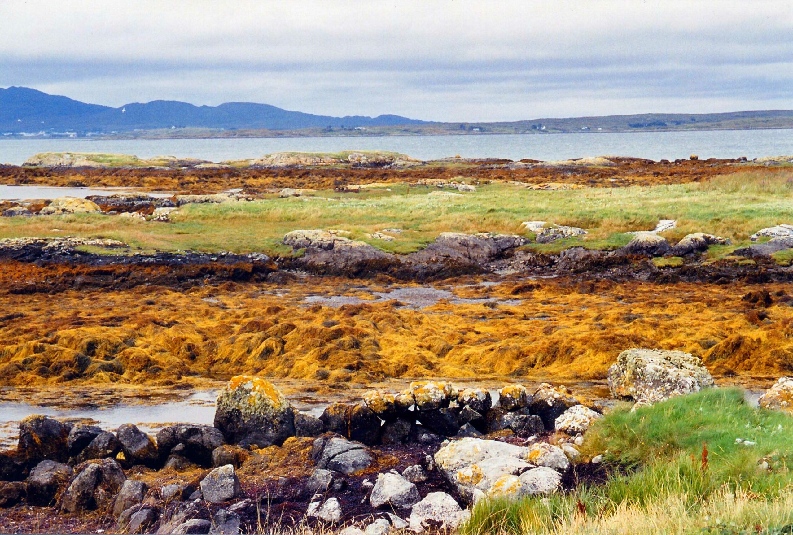 Is Irish Sea Moss the Secret Superfood Everyone’s Obsessing Over—Or Just Another Health Fad?