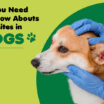 The Hidden Danger in Your Dog’s Ears: What Every Owner Must Know About Ear Mites Before It’s Too Late