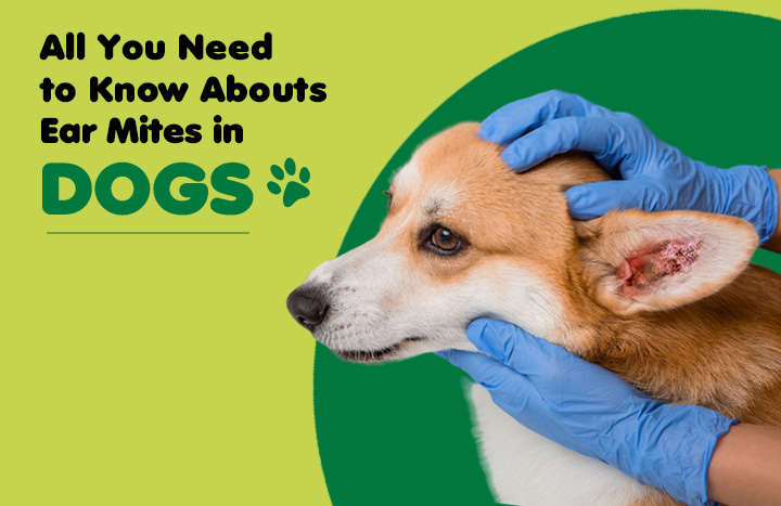 The Hidden Danger in Your Dog’s Ears: What Every Owner Must Know About Ear Mites Before It’s Too Late
