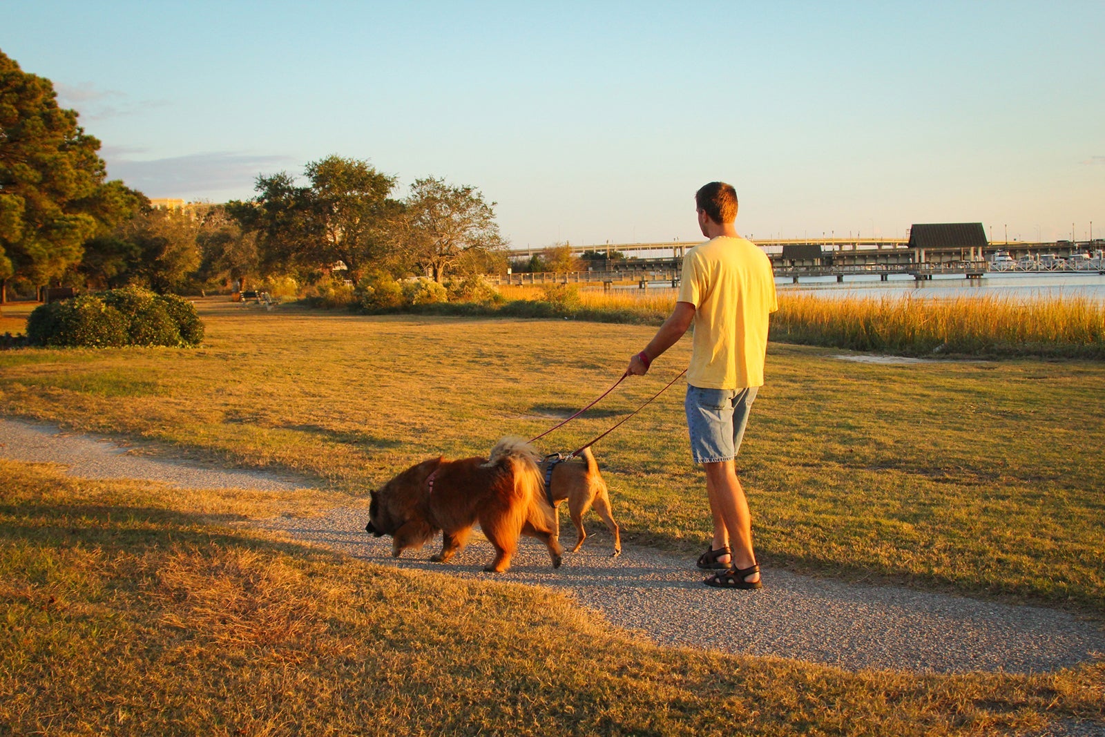 Unlock Hidden Rewards: How Everyday Pet Expenses Could Be Your New Secret Income Stream