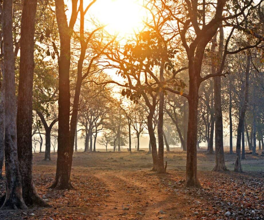 Unlock India's Hidden Wildlife Sanctuaries: Discover the Untamed Beauty Beyond Ranthambore's Crowds