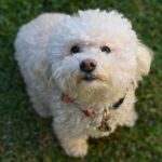 Unlock the Secret to Allergy-Free Companionship: Discover the Top Hypoallergenic Dogs That Barely Shed!