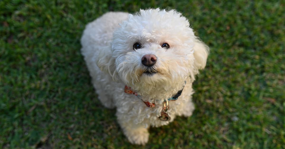 Unlock the Secret to Allergy-Free Companionship: Discover the Top Hypoallergenic Dogs That Barely Shed!