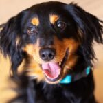 Unlocking the Mystery: What Your Dog’s Whine Is Really Trying to Tell You—and Why You Can’t Ignore It