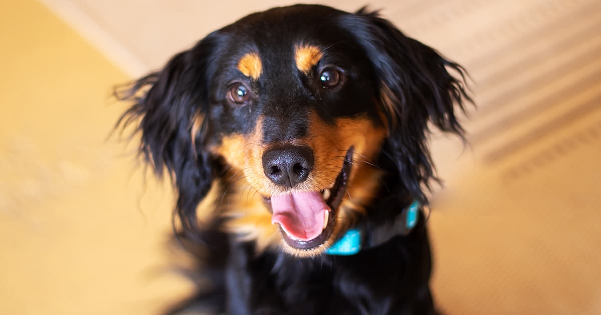 Unlocking the Mystery: What Your Dog’s Whine Is Really Trying to Tell You—and Why You Can’t Ignore It